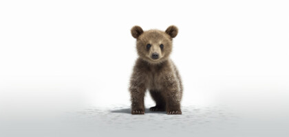 What Does the Term ‘Bear Candle’ Denote in the Realm of Forex?
